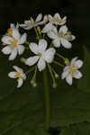 American umbrellaleaf